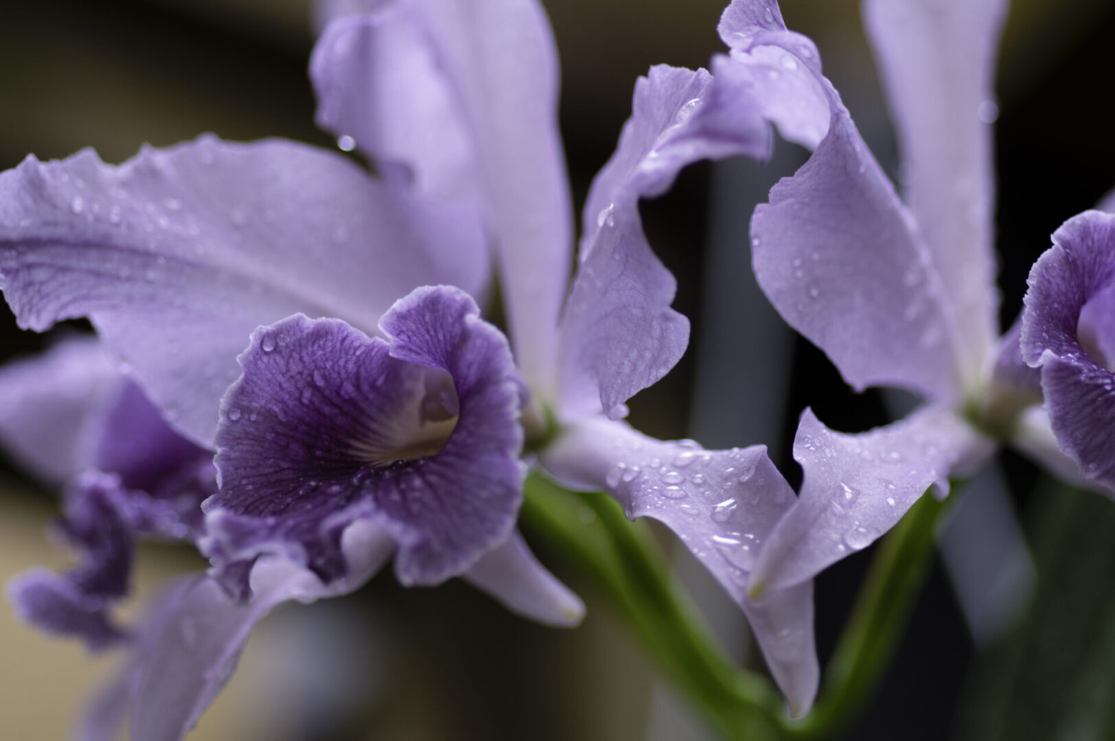 Purple orchids