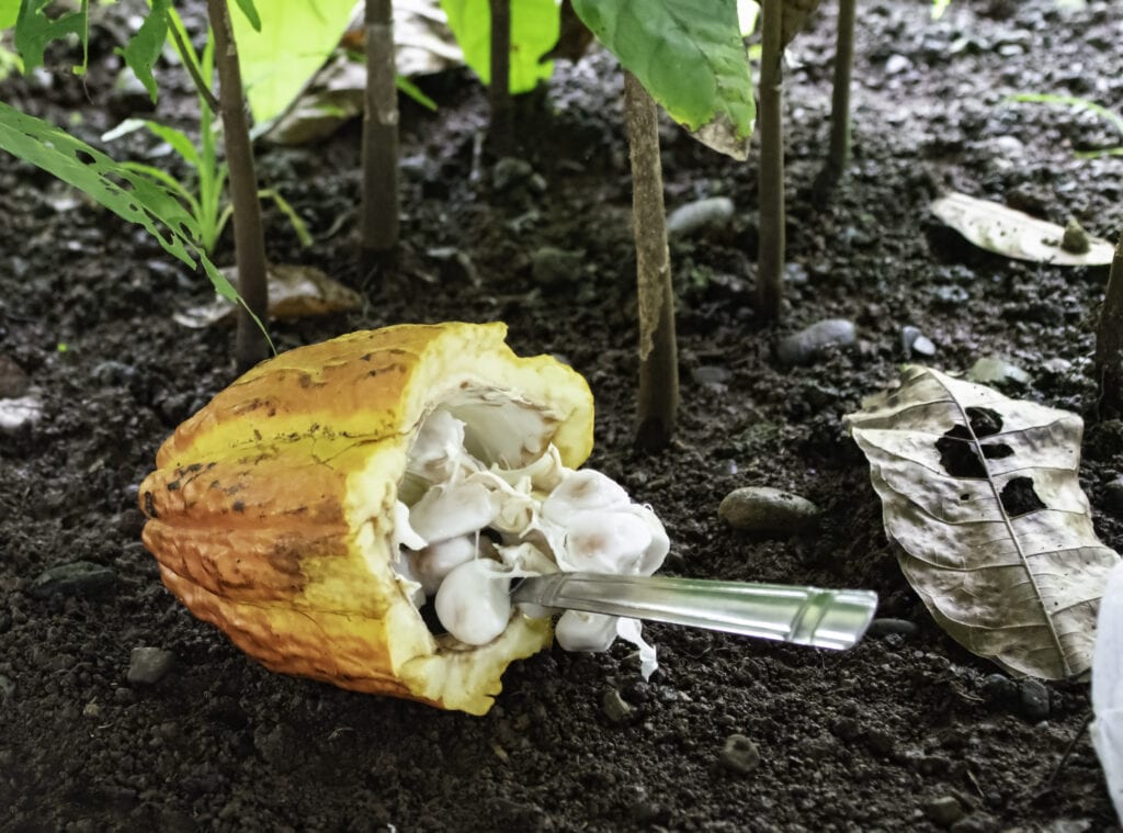 Fresh cacao pod.