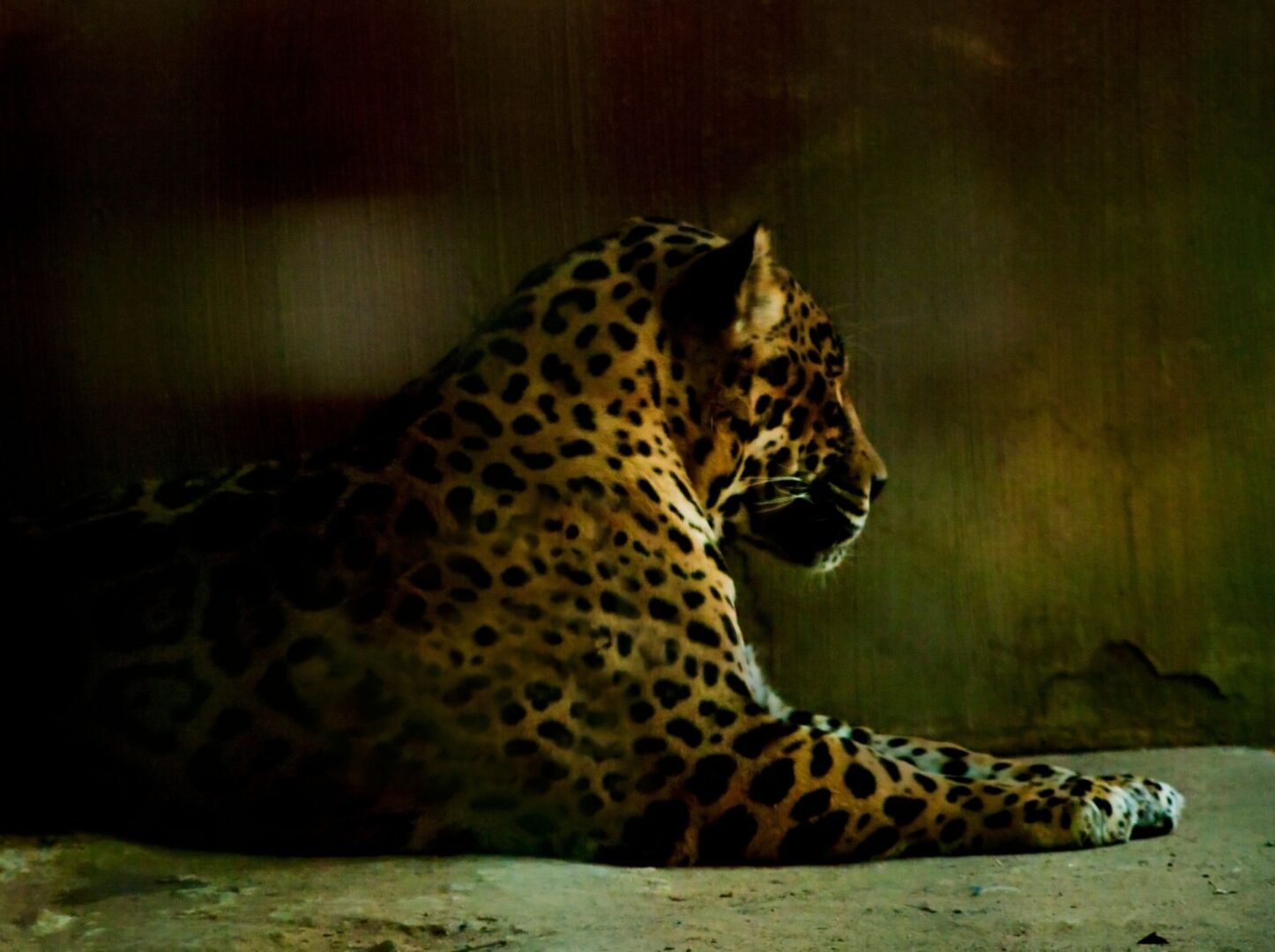 A jaguar laying on the ground in a zoo.