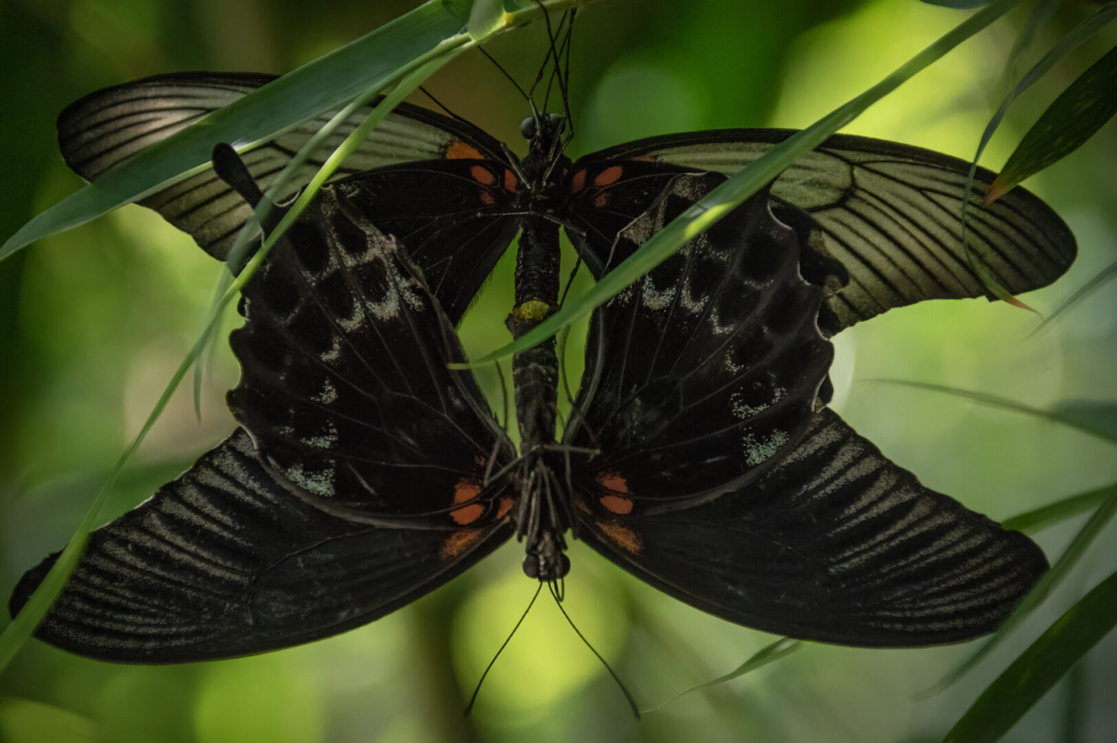 Two black and orange butterflies mating on a green leaf in a shadowed area, partially obscured by surrounding foliage.